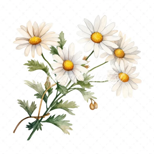 20 High-Quality Daisies Clipart - Daisies digital watercolor JPG instant download for commercial use - Digital download