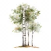 19 High-Quality Birch Tree Clipart - Birch tree digital watercolor JPG instant download for commercial use - Digital download