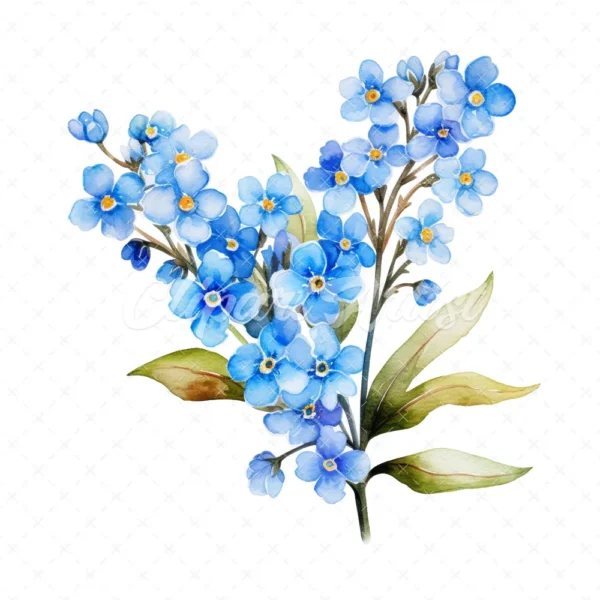 20 High-Quality Forget Me Not Clipart - Forget me not digital watercolor JPG instant download for commercial use - Digital download