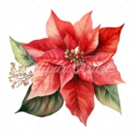 20 High-Quality Poinsettia Clipart - Poinsettia flower digital watercolor JPG instant download for commercial use - Digital download