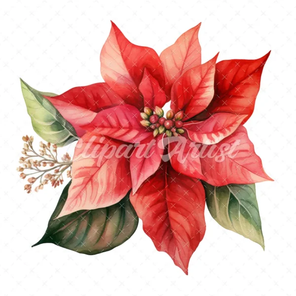 20 High-Quality Poinsettia Clipart - Poinsettia flower digital watercolor JPG instant download for commercial use - Digital download
