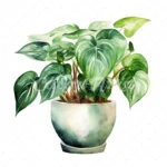 19 High-Quality Pot of Philodendron Clipart - Philodendron digital watercolor JPG instant download for commercial use - Digital download