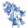 21 High-Quality Bluebells Clipart - Bluebells flowers digital watercolor JPG instant download for commercial use - Digital download