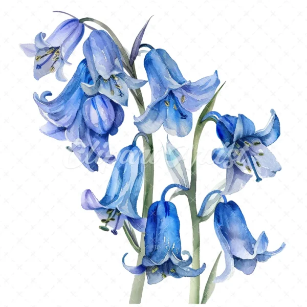 21 High-Quality Bluebells Clipart - Bluebells flowers digital watercolor JPG instant download for commercial use - Digital download