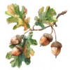 19 High-Quality Oak Acorns Clipart - Oak acorns digital watercolor JPG instant download for commercial use - Digital download