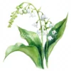 20 High-Quality Lily Of Valley Clipart - Lily of the valley digital watercolor JPG instant download for commercial use - Digital download
