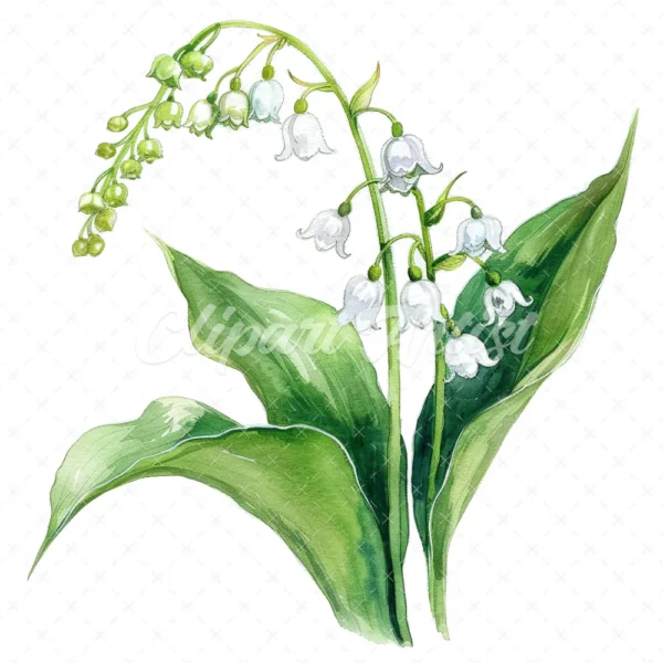 20 High-Quality Lily Of Valley Clipart - Lily of the valley digital watercolor JPG instant download for commercial use - Digital download