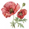 20 High-Quality Oriental Poppy Flower Clipart - Oriental poppy digital watercolor JPG instant download for commercial use - Digital download