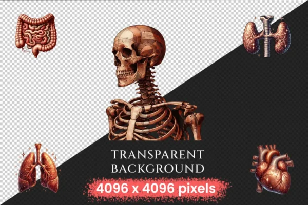 Vintage Anatomy PNG Clipart Collection - 41 PNG, Classic medical illustrations, Classic artwork, Commercial use, Digital download