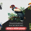 Jungle Birds PNG Clipart Collection - 42 PNG, Exotic feathered graphics, Tropical bird art, Commercial use, Digital download