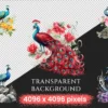 Peacocks Watercolor Clipart Bundle - 205+ transparent PNG, Regal bird illustrations, Colorful peacocks png, Commercial use, Digital download