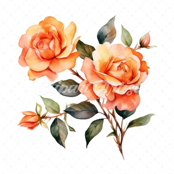 20 High-Quality Orange Rose Clipart - Orange rose digital watercolor JPG instant download for commercial use - Digital download