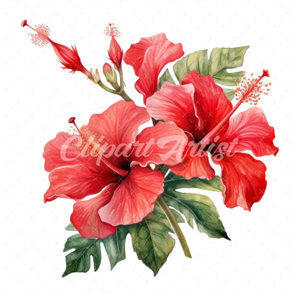 20 High-Quality Hibiscus Plant Clipart - Hibiscus plant digital watercolor JPG instant download for commercial use - Digital download