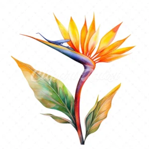 20 High-Quality Strelitzia Clipart - Strelitzia digital watercolor JPG instant download for commercial use - Digital download