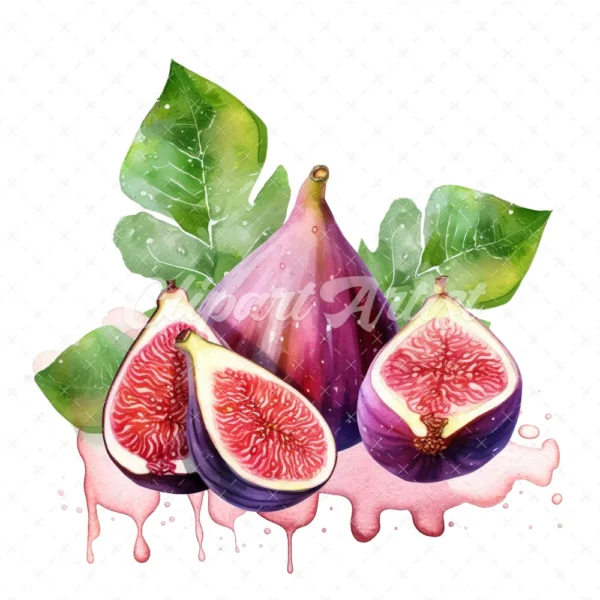23 High-Quality Fig Clipart - Fig digital watercolor JPG instant download for commercial use - Digital download