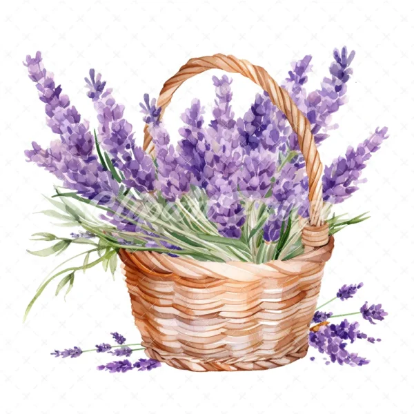 20 High-Quality Lavender Flowers Basket Clipart - Lavender digital watercolor JPG instant download for commercial use - Digital download