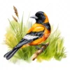 20 High-Quality Baltimore Oriole Clipart - Baltimore oriole digital watercolor JPG instant download for commercial use - Digital download