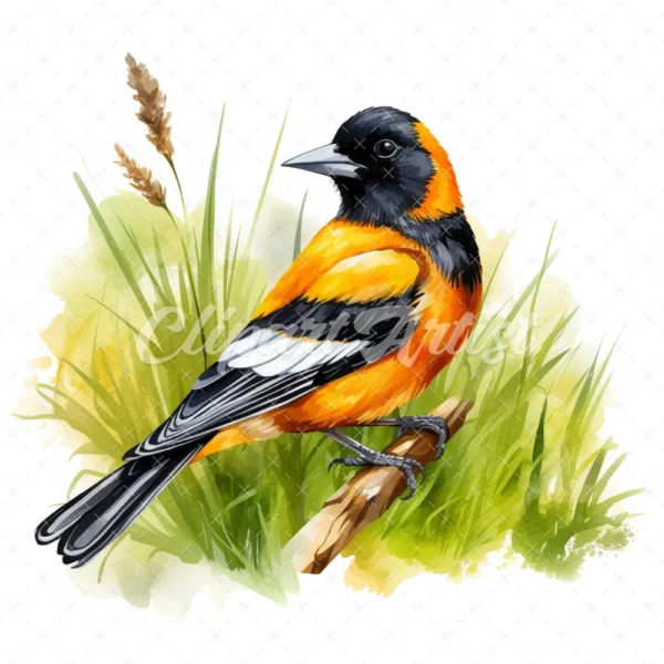 20 High-Quality Baltimore Oriole Clipart - Baltimore oriole digital watercolor JPG instant download for commercial use - Digital download