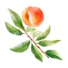 19 High-Quality Peach Clipart - Peach digital watercolor JPG instant download for commercial use - Digital download