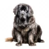 20 High-Quality Newfoundland Clipart - Newfoundland digital watercolor JPG instant download for commercial use - Digital download