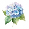 20 High-Quality Hydrangea Clipart - Hydrangea flower digital watercolor JPG instant download for commercial use - Digital download