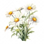 20 High-Quality Daisies Clipart - Daisies digital watercolor JPG instant download for commercial use - Digital download