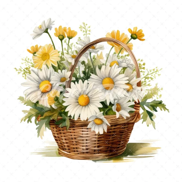 20 High-Quality Daisies Basket Clipart - Daisies basket digital watercolor JPG instant download for commercial use - Digital download