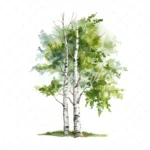 19 High-Quality Birch Tree Clipart - Birch tree digital watercolor JPG instant download for commercial use - Digital download
