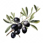 20 High-Quality Black Olives Clipart - Black olives digital watercolor JPG instant download for commercial use - Digital download
