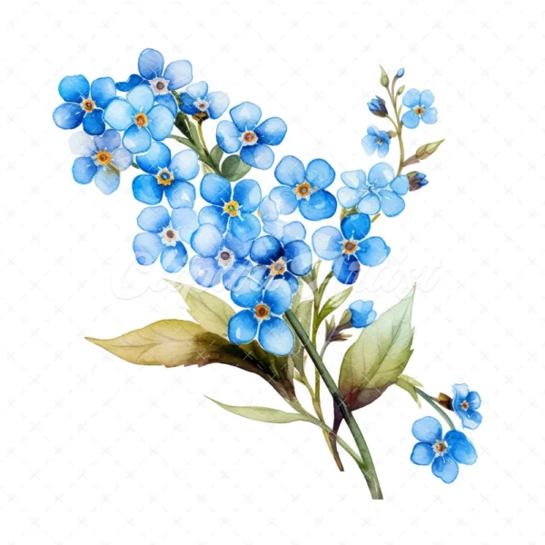 20 High-Quality Forget Me Not Clipart - Forget me not digital watercolor JPG instant download for commercial use - Digital download