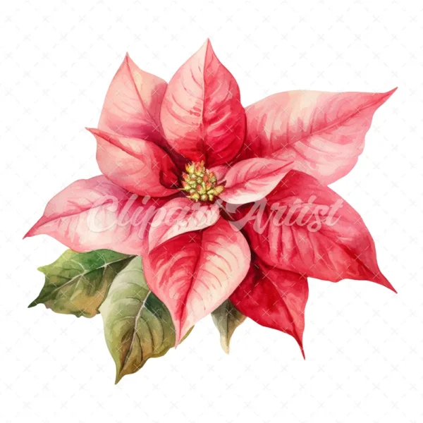 20 High-Quality Poinsettia Clipart - Poinsettia flower digital watercolor JPG instant download for commercial use - Digital download