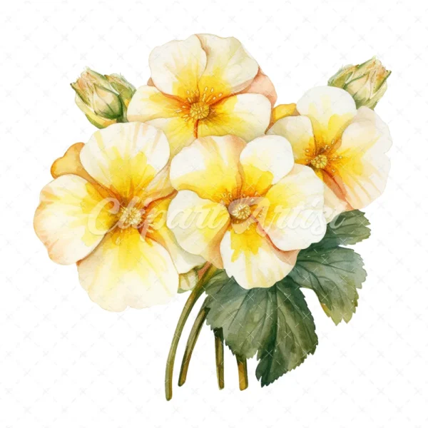 20 High-Quality Primrose Clipart - Primrose flowers watercolor JPG instant download for commercial use - Digital download