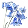 21 High-Quality Bluebells Clipart - Bluebells flowers digital watercolor JPG instant download for commercial use - Digital download
