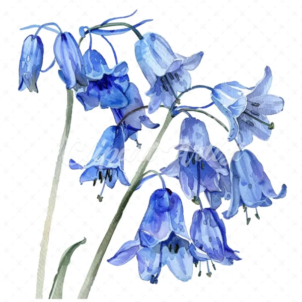 21 High-Quality Bluebells Clipart - Bluebells flowers digital watercolor JPG instant download for commercial use - Digital download