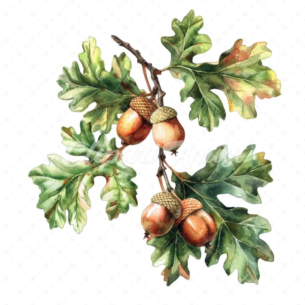 19 High-Quality Oak Acorns Clipart - Oak acorns digital watercolor JPG instant download for commercial use - Digital download