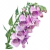 18 High-Quality Foxglove Clipart - Foxglove flowers digital watercolor JPG instant download for commercial use - Digital download