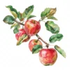 20 High-Quality Apple Branch Clipart - Apple branch watercolor JPG instant download for commercial use - Digital download