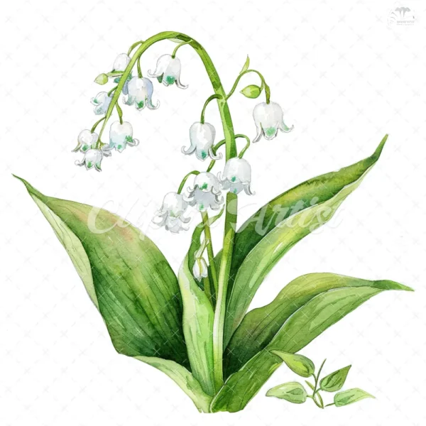 20 High-Quality Lily Of Valley Clipart - Lily of the valley digital watercolor JPG instant download for commercial use - Digital download