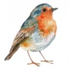 20 High-Quality Quirky Robin Clipart - Quirky robin bird digital watercolor JPG instant download for commercial use - Digital download