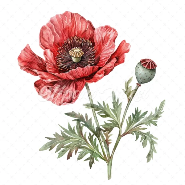 20 High-Quality Oriental Poppy Flower Clipart - Oriental poppy digital watercolor JPG instant download for commercial use - Digital download