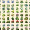 Bushes Watercolor Clipart Bundle - 625+ transparent PNG, Vibrant garden shrub graphics, Lush foliage png, Commercial use, Digital download