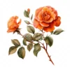 20 High-Quality Orange Rose Clipart - Orange rose digital watercolor JPG instant download for commercial use - Digital download