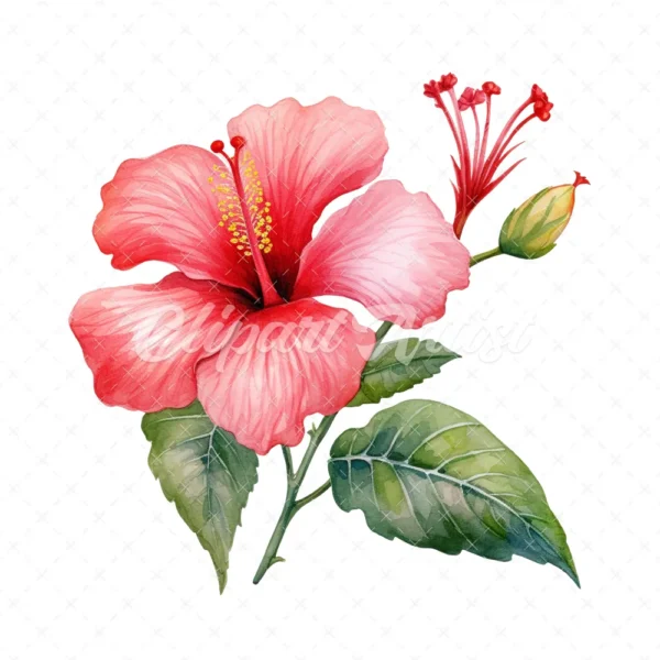 20 High-Quality Hibiscus Plant Clipart - Hibiscus plant digital watercolor JPG instant download for commercial use - Digital download