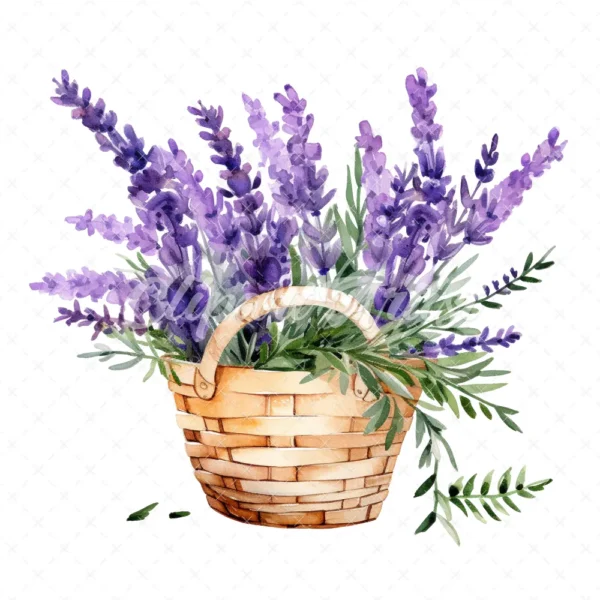 20 High-Quality Lavender Flowers Basket Clipart - Lavender digital watercolor JPG instant download for commercial use - Digital download