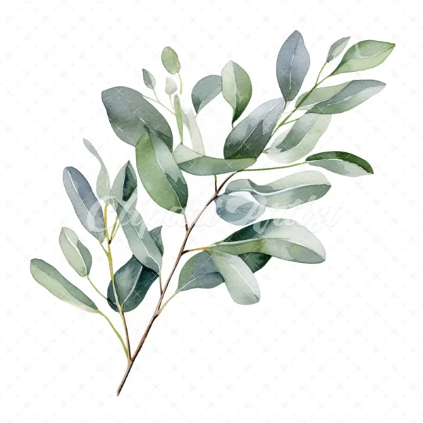 20 High-Quality Eucalyptus Clipart - Eucalyptus digital watercolor JPG instant download for commercial use - Digital download
