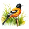 20 High-Quality Baltimore Oriole Clipart - Baltimore oriole digital watercolor JPG instant download for commercial use - Digital download