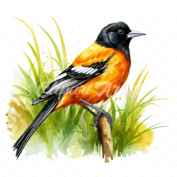 20 High-Quality Baltimore Oriole Clipart - Baltimore oriole digital watercolor JPG instant download for commercial use - Digital download
