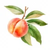19 High-Quality Peach Clipart - Peach digital watercolor JPG instant download for commercial use - Digital download