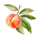 19 High-Quality Peach Clipart - Peach digital watercolor JPG instant download for commercial use - Digital download