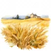 19 High-Quality Wheat Farm Clipart - Wheat farm digital watercolor JPG instant download for commercial use - Digital download